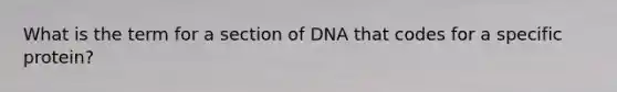 What is the term for a section of DNA that codes for a specific protein?