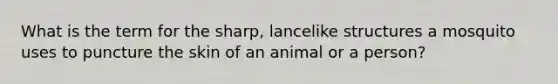 What is the term for the sharp, lancelike structures a mosquito uses to puncture the skin of an animal or a person?