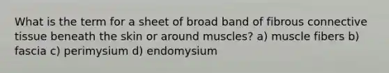 What is the term for a sheet of broad band of fibrous connective tissue beneath the skin or around muscles? a) muscle fibers b) fascia c) perimysium d) endomysium