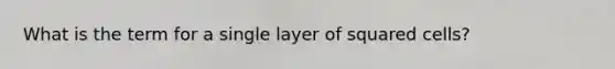 What is the term for a single layer of squared cells?