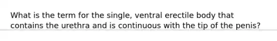 What is the term for the single, ventral erectile body that contains the urethra and is continuous with the tip of the penis?