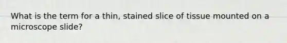 What is the term for a thin, stained slice of tissue mounted on a microscope slide?