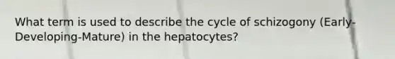 What term is used to describe the cycle of schizogony (Early-Developing-Mature) in the hepatocytes?