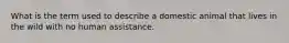 What is the term used to describe a domestic animal that lives in the wild with no human assistance.