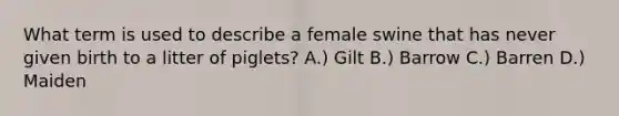 What term is used to describe a female swine that has never given birth to a litter of piglets? A.) Gilt B.) Barrow C.) Barren D.) Maiden