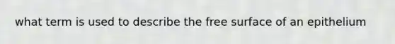 what term is used to describe the free surface of an epithelium