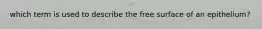 which term is used to describe the free surface of an epithelium?