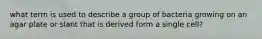 what term is used to describe a group of bacteria growing on an agar plate or slant that is derived form a single cell?