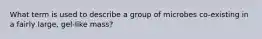 What term is used to describe a group of microbes co-existing in a fairly large, gel-like mass?