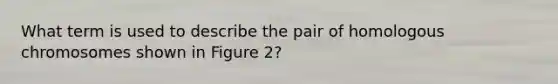 What term is used to describe the pair of homologous chromosomes shown in Figure 2?