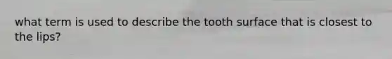 what term is used to describe the tooth surface that is closest to the lips?