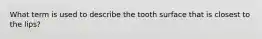 What term is used to describe the tooth surface that is closest to the lips?