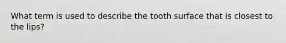 What term is used to describe the tooth surface that is closest to the lips?