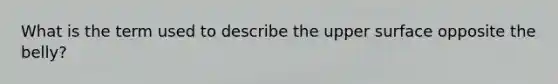 What is the term used to describe the upper surface opposite the belly?