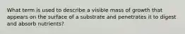 What term is used to describe a visible mass of growth that appears on the surface of a substrate and penetrates it to digest and absorb nutrients?