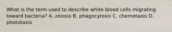 What is the term used to describe white blood cells migrating toward bacteria? A. zeiosis B. phagocytosis C. chemotaxis D. phototaxis