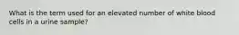 What is the term used for an elevated number of white blood cells in a urine sample?