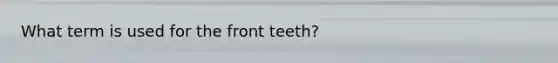 What term is used for the front teeth?