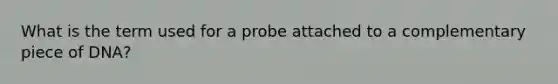 What is the term used for a probe attached to a complementary piece of DNA?