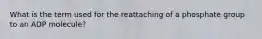 What is the term used for the reattaching of a phosphate group to an ADP molecule?