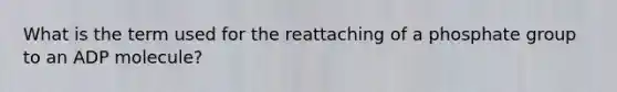 What is the term used for the reattaching of a phosphate group to an ADP molecule?