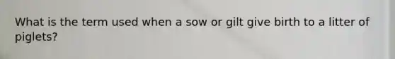 What is the term used when a sow or gilt give birth to a litter of piglets?