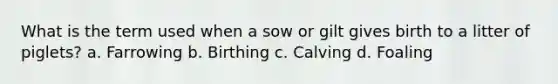 What is the term used when a sow or gilt gives birth to a litter of piglets? a. Farrowing b. Birthing c. Calving d. Foaling
