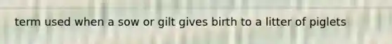 term used when a sow or gilt gives birth to a litter of piglets