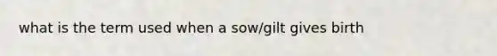 what is the term used when a sow/gilt gives birth