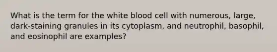 What is the term for the white blood cell with numerous, large, dark-staining granules in its cytoplasm, and neutrophil, basophil, and eosinophil are examples?