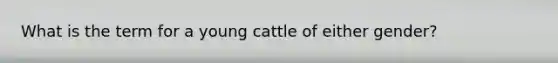 What is the term for a young cattle of either gender?