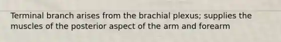 Terminal branch arises from the brachial plexus; supplies the muscles of the posterior aspect of the arm and forearm