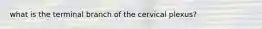 what is the terminal branch of the cervical plexus?