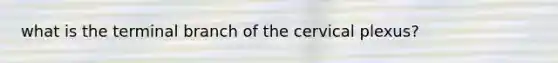 what is the terminal branch of the cervical plexus?