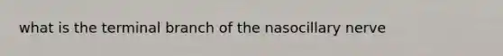 what is the terminal branch of the nasocillary nerve