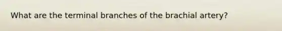 What are the terminal branches of the brachial artery?