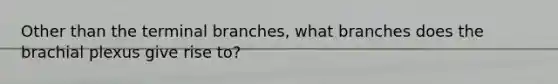 Other than the terminal branches, what branches does the brachial plexus give rise to?