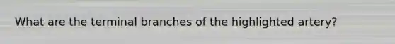 What are the terminal branches of the highlighted artery?