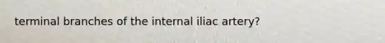 terminal branches of the internal iliac artery?