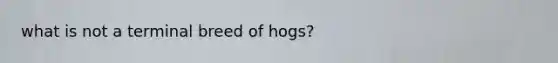 what is not a terminal breed of hogs?