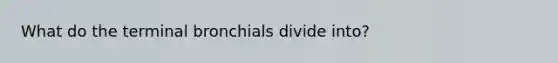 What do the terminal bronchials divide into?