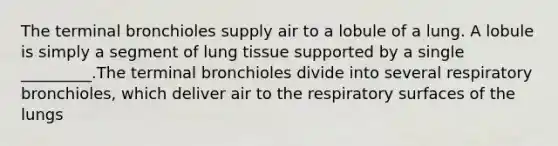 The terminal bronchioles supply air to a lobule of a lung. A lobule is simply a segment of lung tissue supported by a single _________.The terminal bronchioles divide into several respiratory bronchioles, which deliver air to the respiratory surfaces of the lungs