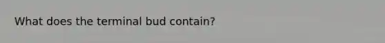 What does the terminal bud contain?