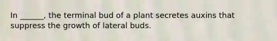 In ______, the terminal bud of a plant secretes auxins that suppress the growth of lateral buds.