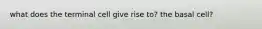 what does the terminal cell give rise to? the basal cell?