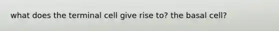 what does the terminal cell give rise to? the basal cell?