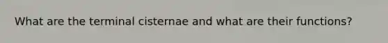 What are the terminal cisternae and what are their functions?