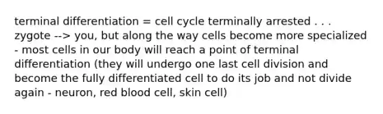 terminal differentiation = cell cycle terminally arrested . . . zygote --> you, but along the way cells become more specialized - most cells in our body will reach a point of terminal differentiation (they will undergo one last cell division and become the fully differentiated cell to do its job and not divide again - neuron, red blood cell, skin cell)