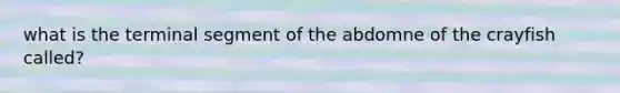 what is the terminal segment of the abdomne of the crayfish called?