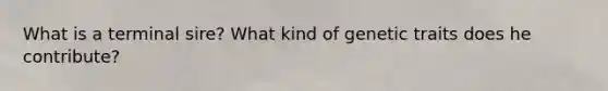 What is a terminal sire? What kind of genetic traits does he contribute?